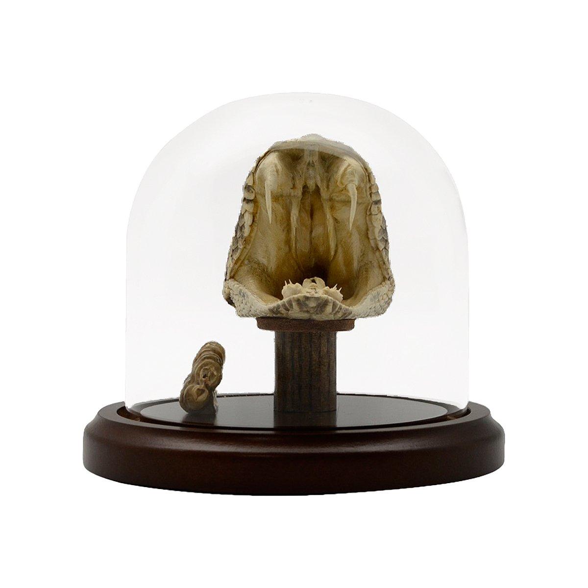 Treasure Gurus LLC Treasure Gurus Eastern Diamondback Rattlesnake Head/Tail Rattle in Glass Dome Display 100% Real Taxidermy