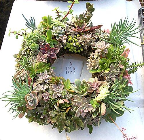 Topiary Art Works 11" Sphagnum Moss Living Wreath Round, Natural-Organic Original - 12 Wreaths Value Combo