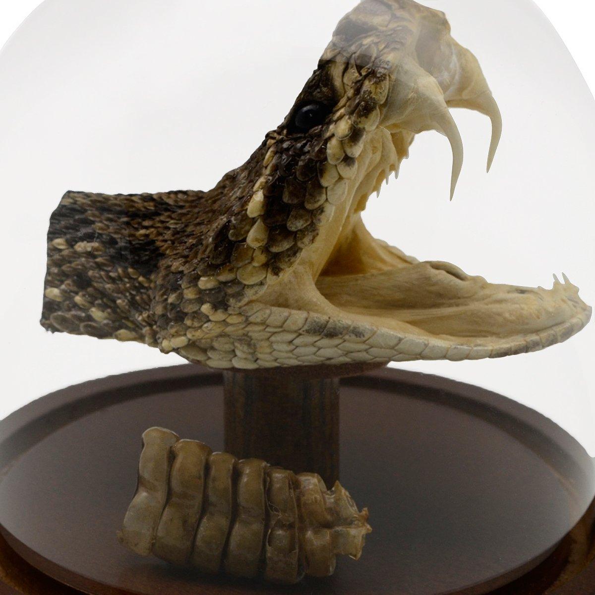 Treasure Gurus LLC Treasure Gurus Eastern Diamondback Rattlesnake Head/Tail Rattle in Glass Dome Display 100% Real Taxidermy