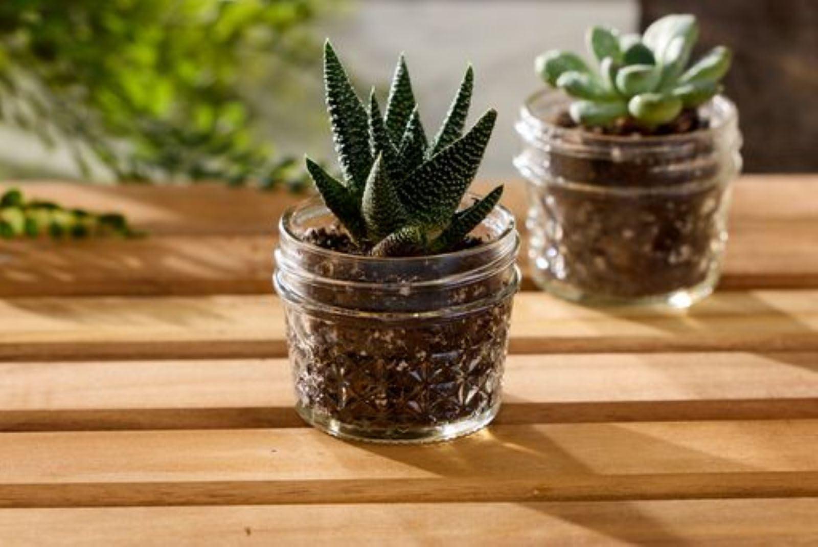 Ball Ball Mason 4oz Quilted Jelly Jars with Lids and Bands, Set of 12