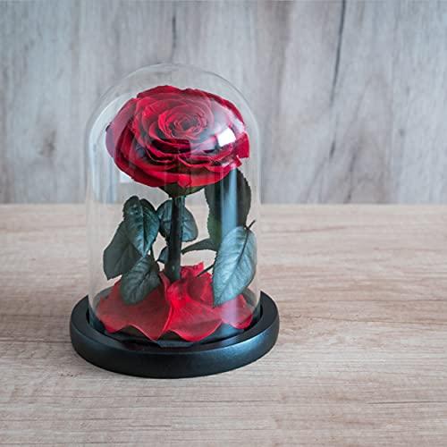 LOVAPPY LOVAPPY Eternal Enchanted Forever Preserved Rose - Infinity Rose in Glass Dome - Made from Real Fresh Beauty Rose - Romantic Gifts for Female - Valentines Day - Gift for Mom (Red, 6,5 inch)