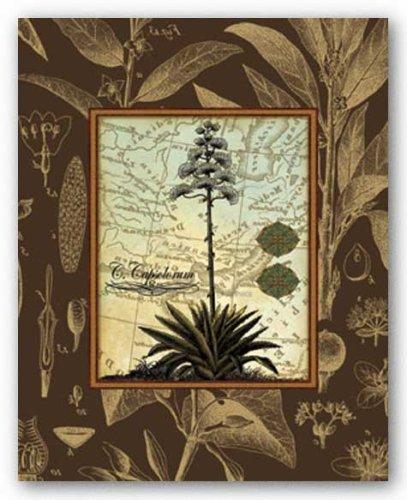 McGaw Graphics C. Capsolorum by Karl Rattner 20"x16" Art Print Poster