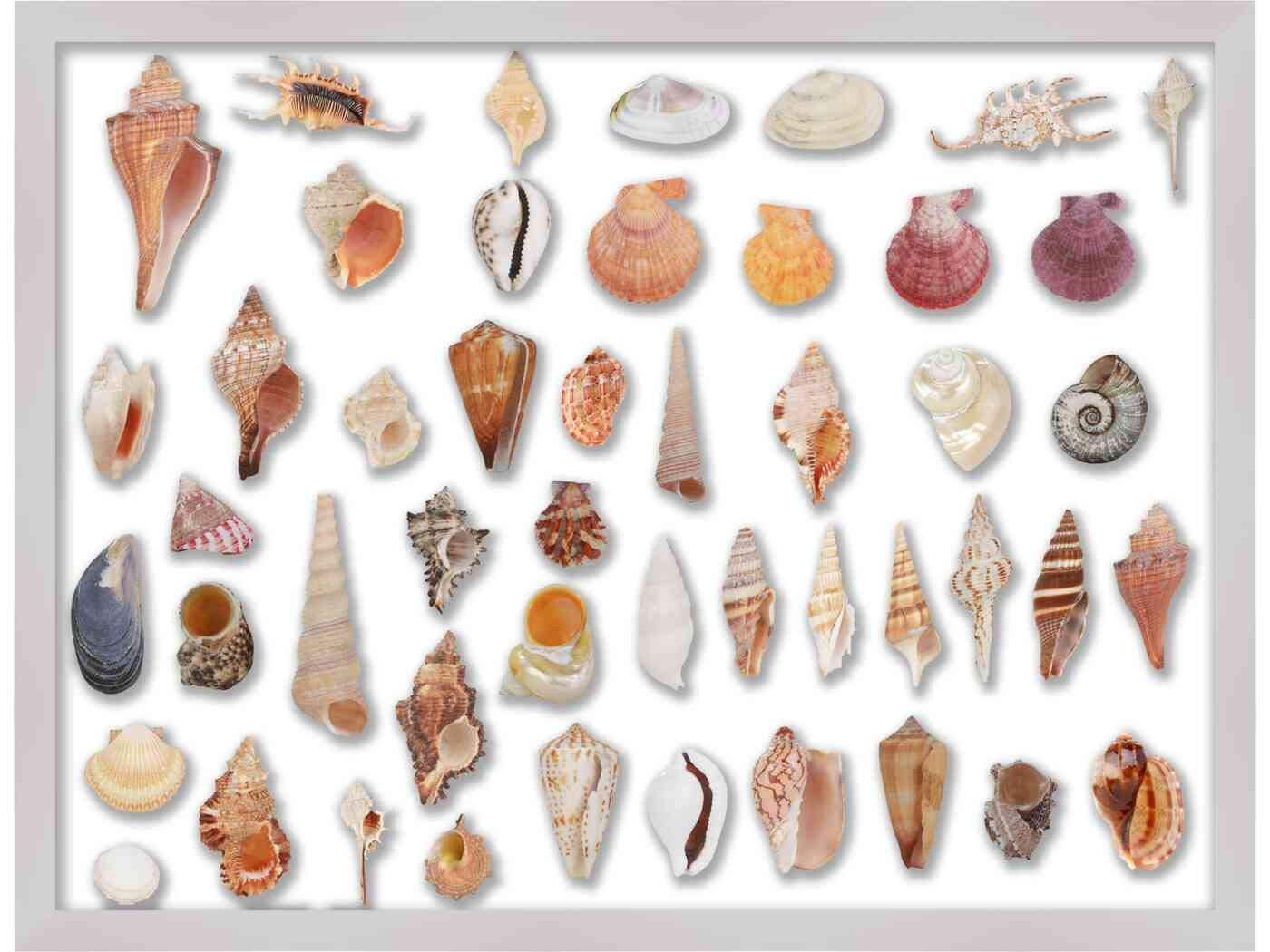 Poster Palooza 28x18 Shadow Box White Display Frame | 2 Inch Rabbet Depth | 1.25 Inch Moulding Width | Includes Shatter Resistant Acrylic Plexiglass, Foam Board Backing and Hanging Hardware