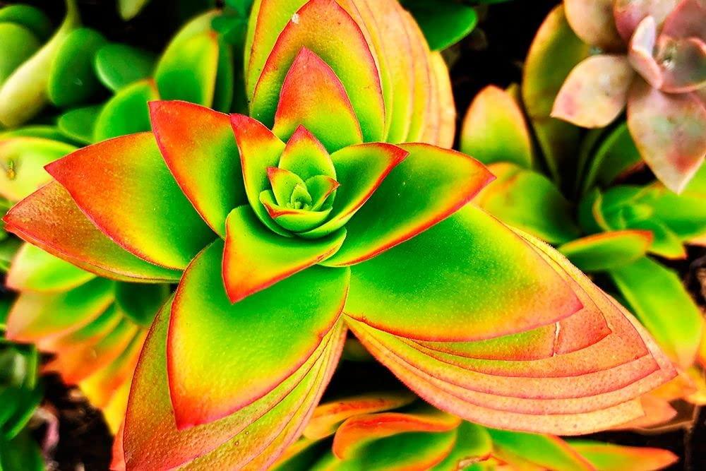 Posterazzi Bright Exotic II Poster Print - Irena Orlov (24 x 18)