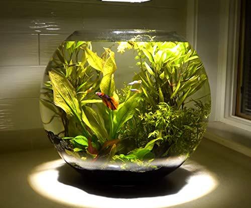 WGVI WGV Large Bowl Glass Vase, Diameter 16", Height 14", (Multiple Sizes Choices) Clear Huge Round Bubble Vase Jar, Floral Planter Terrarium for Wedding Event Home Decor, 1 Piece (VBW1614)