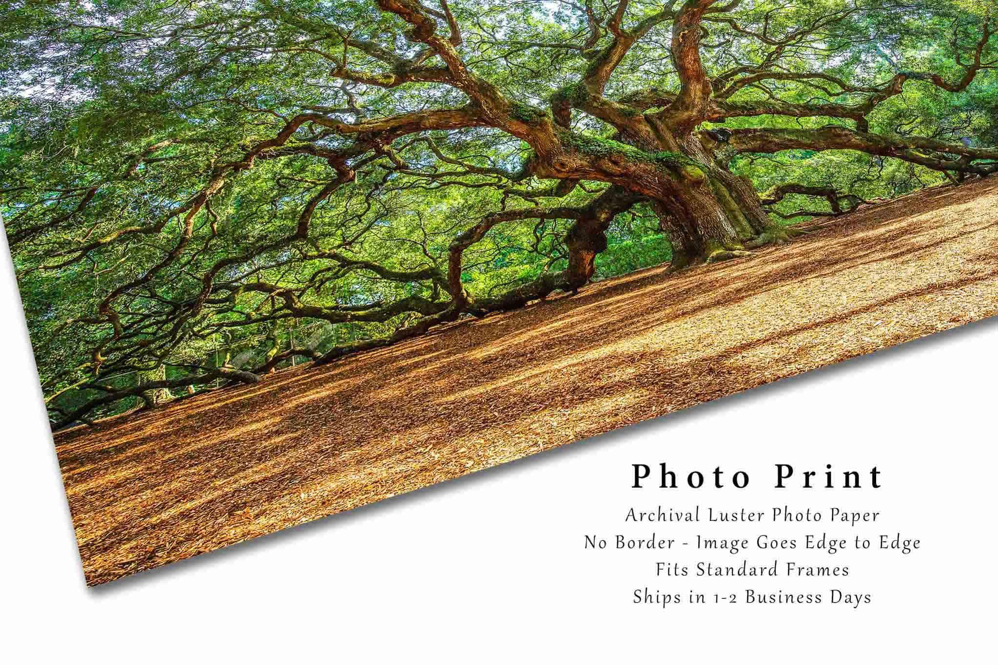 Southern Plains Photography Nature Photography Print (Not Framed) Picture of Angel Oak Tree on Summer Day near Charleston South Carolina Southern Wall Art Lowcountry Decor (16\" x 24\")