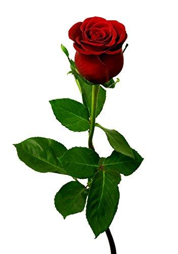 Wallmonkeys Wallmonkeys Single Red Rose on a White Background Wall Decal Peel and Stick Graphic WM54630 (36 in H x 25 in W)