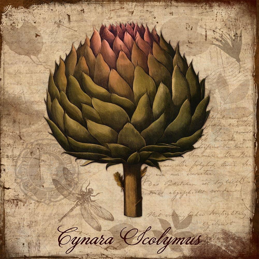 Posterazzi Cynara Scolymus Poster Print - Tina Lavoie (24 x 24)