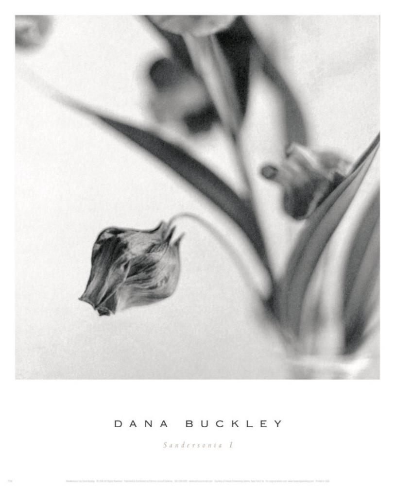 Poster Discount Sandersonia I Art Print Art Poster Print by Dana Buckley, 13x16
