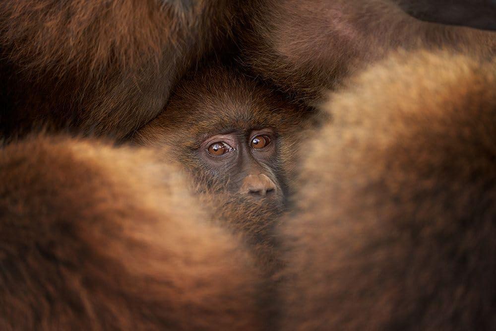 Posterazzi like in a bunker Poster Print - Fran Rodriguez (36 x 24)