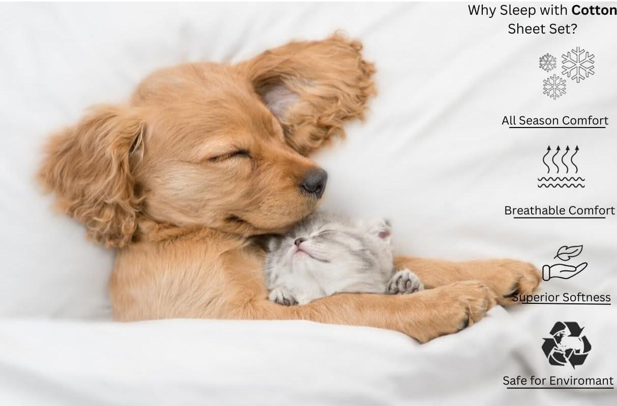 NICE LINEN BEDDING'S Olympic Queen Size Sheet Set - 4 Piece - Hotel Luxury Bed Sheets- Easy- Fits (7-9" Inch) Deep Pocket 800-Thread Count 100% Egyptian Cotton ( Olympic Queen - 66" X 80"- Silver Grey Solid)