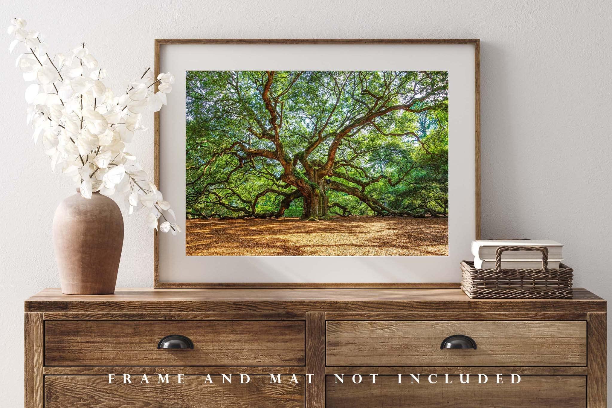 Southern Plains Photography Nature Photography Print (Not Framed) Picture of Angel Oak Tree on Summer Day near Charleston South Carolina Southern Wall Art Lowcountry Decor (16\" x 24\")