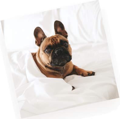 PeachSkinSheets PeachSkinSheets Classic White Sheet Set - 1500tc Level of Softness - Extra Soft Cooling Sheets for Hot Sleepers and Night Sweats - California King Size