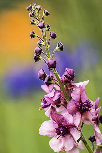 Posterazzi Posterazzi DPI12574290LARGE Moth Mullein (Verbascum blattaria) Blooms Flowerbed Astoria, Oregon, United States of America Robert L. Potts Poster Print, 24 x 38, Multicolor