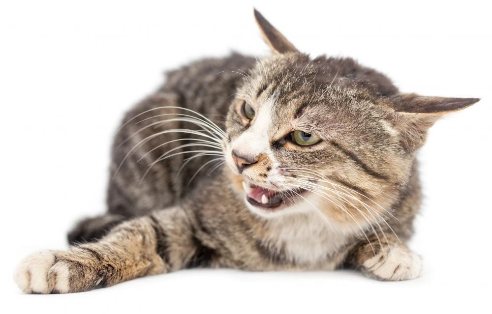 Streamlight Streamlight Stinger Smart Charger Holder with 100V/120V AC Wall Adapter Charge Cord - Intended for Use with Stinger Series Flashlights