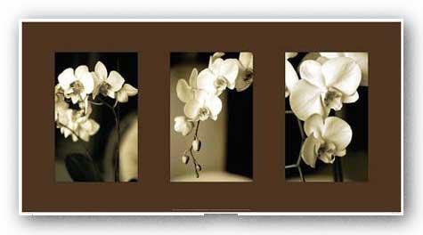 Canadian Art Prints Exotic Blooms by Cinzia Ryan 8"x12.5" Art Print Poster