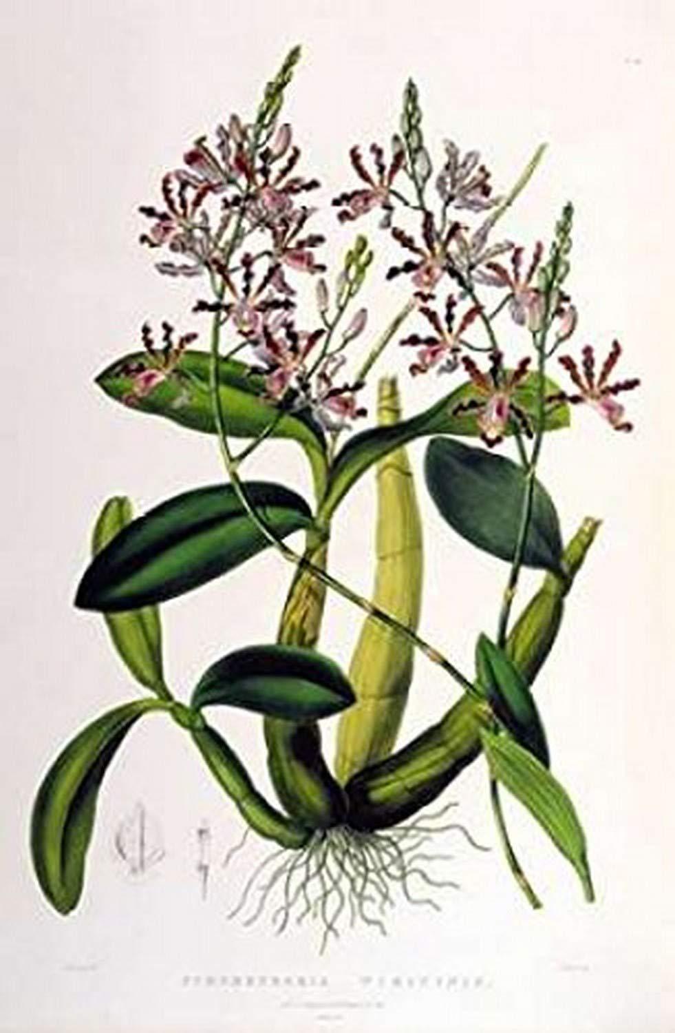 Posterazzi Orchid Schomburgkia Tibicinus Poster Print by Augusta Withers (24 x 36)
