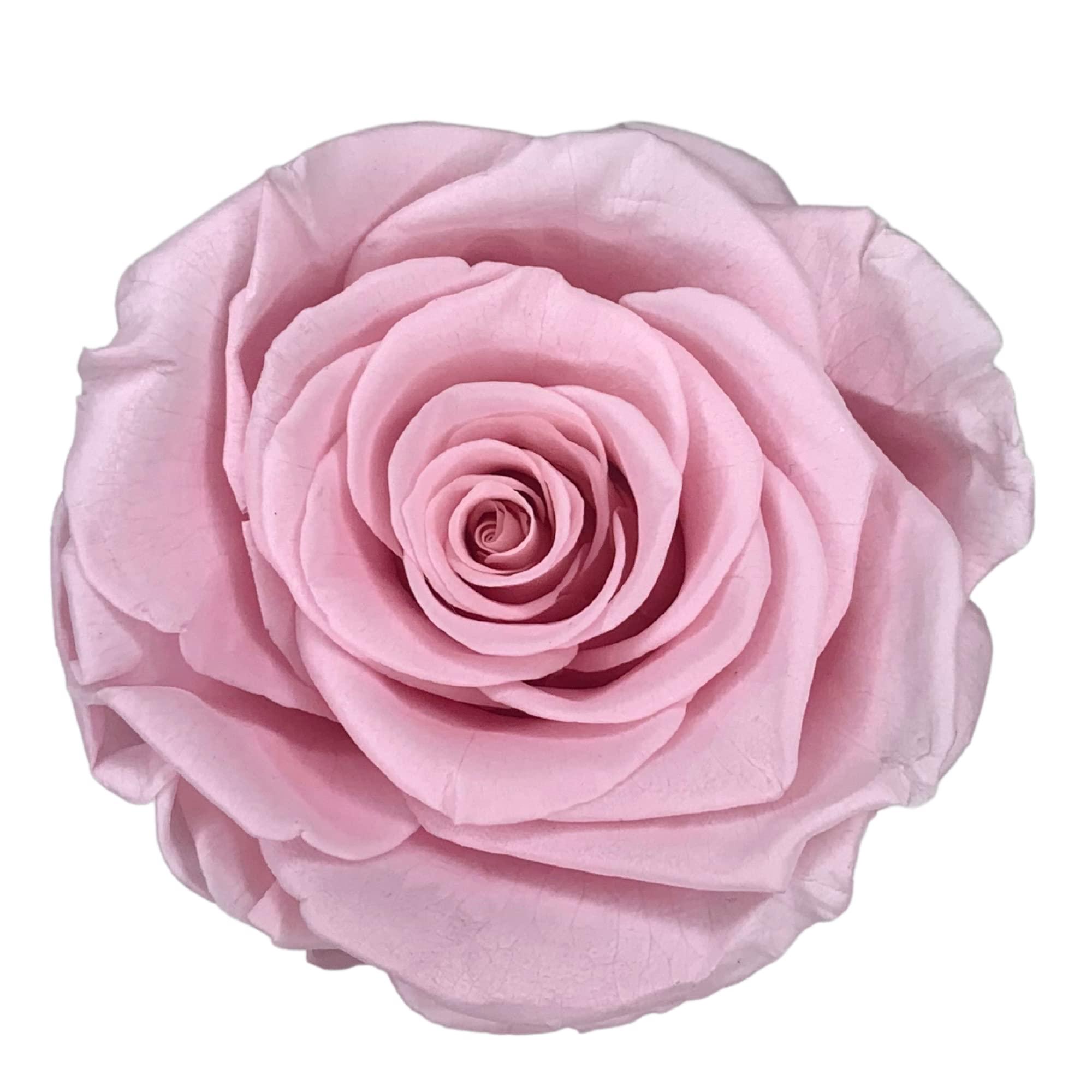 Verona Home & Gift PRESERVED ROSES | GIFT Flowers | 100% REAL ROSES That Lasts for Years | Gift for her | Flowers for ALL OCCASIONS ready to GIFT, Birthday Gift, Valentine\'s Day Gift (6 PINK Roses (white box))
