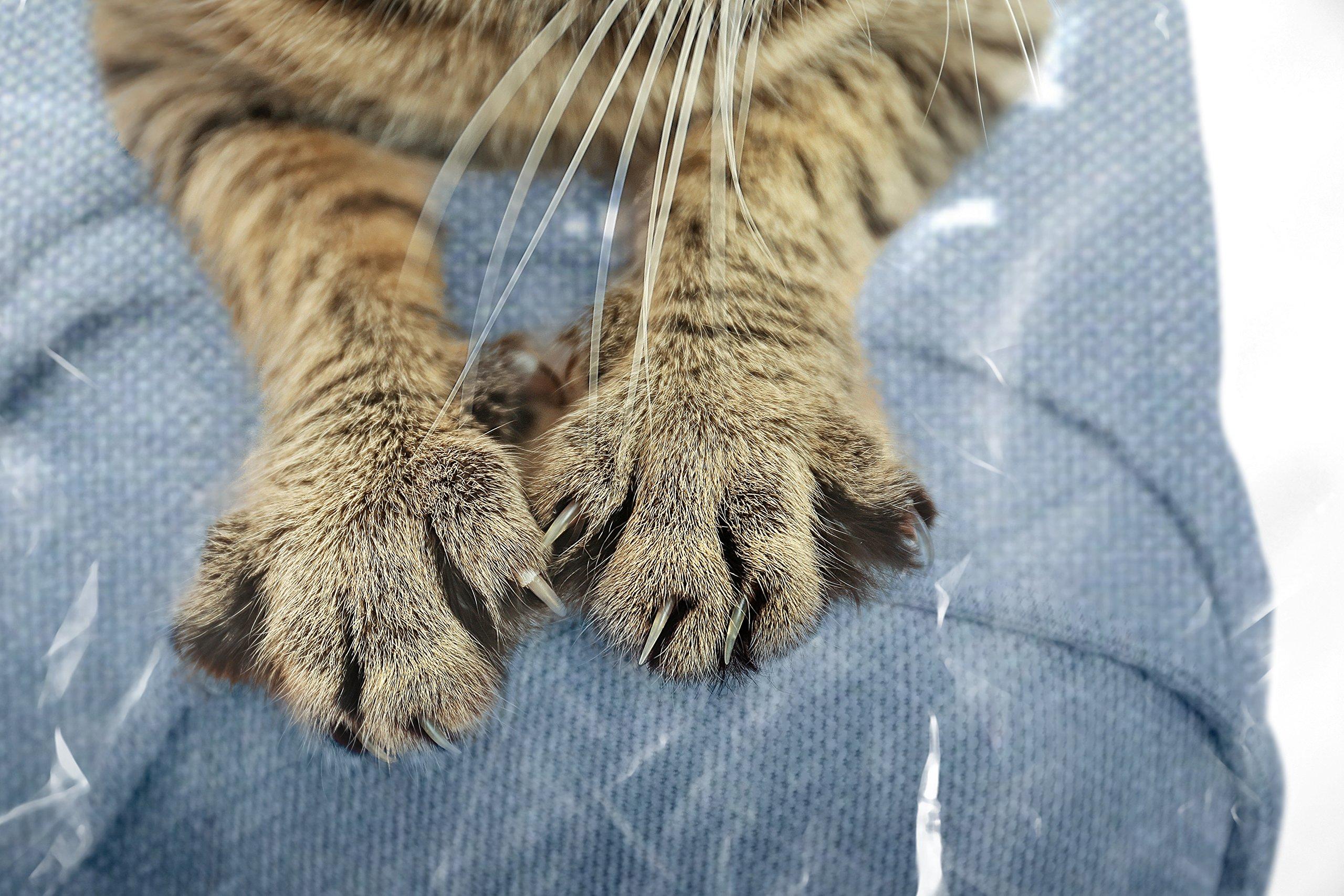 Kitty Cat Protector Plastic Couch Cover for Pets | Cat Scratching Protector Clawing Deterrent | Heavy Duty Water Resistant Thick Clear Vinyl | Sofa Slipover for Moving and Long Term Storage