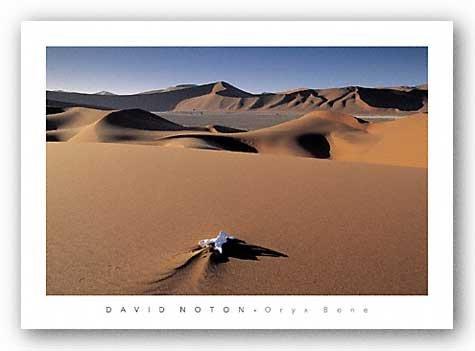 Image Conscious IMA Oryx Bone, Namib Desert, Namibia Poster Print