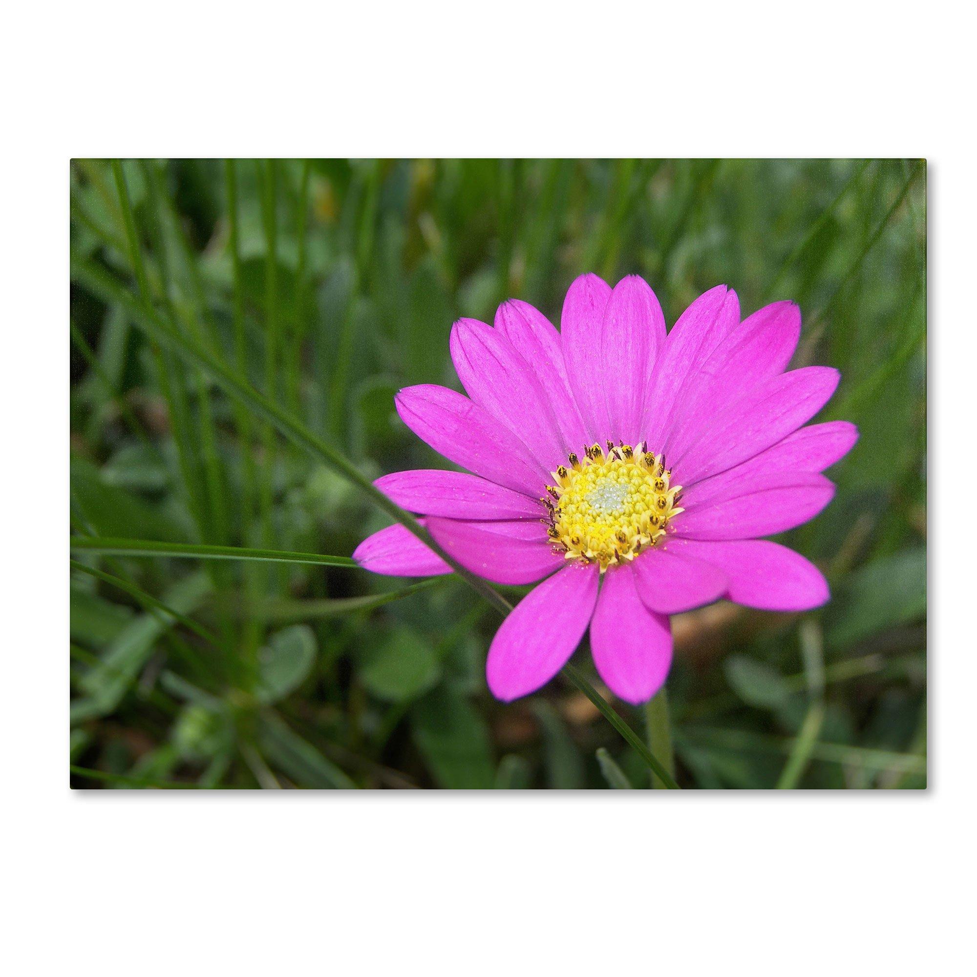 Winco Winco HAG-2012 Deluxe Griddle, 19-5/8\" L X 12-1/4\" W, Silicone Wrapped Lifted Handles, Hard Anodized Aluminum