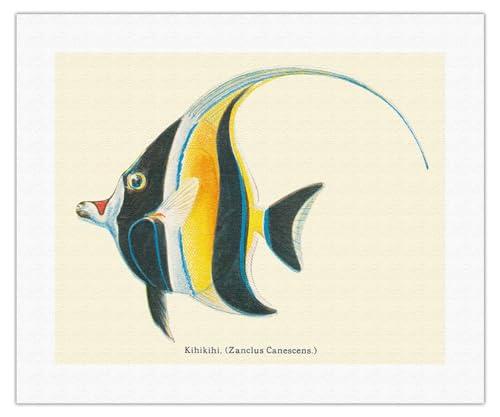 Pacifica Island Art Kihikihi (Zanclus Cornutus) - Moorish Idol - from Fishes of Hawaii - Vintage Hawaiian Color Postcard c.1905 - Fine Art Rolled Canvas Print (Unframed) 16in x 20in
