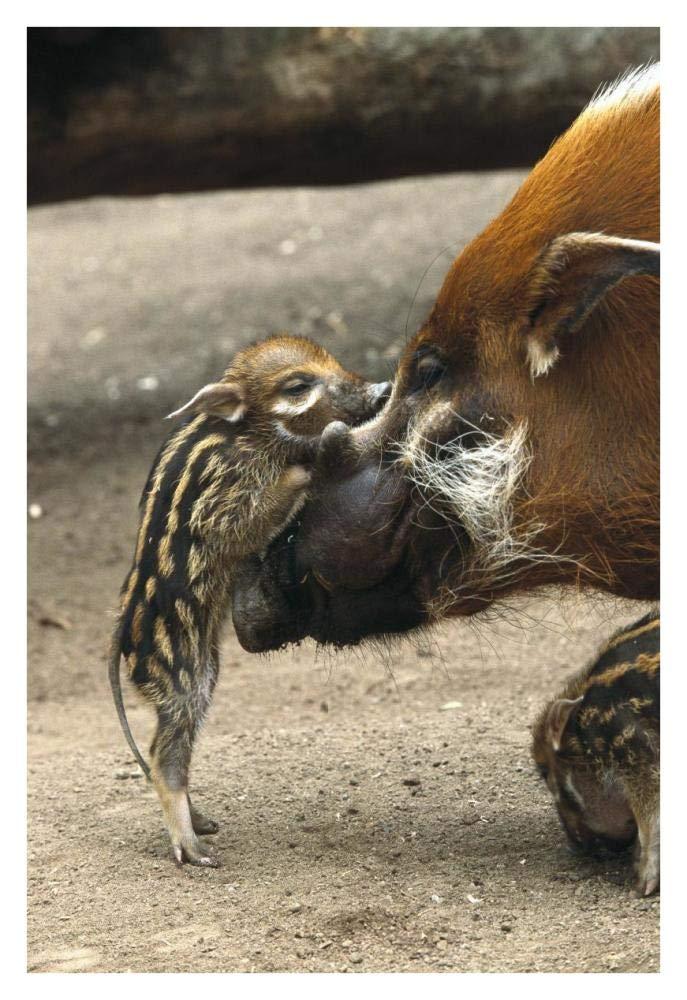 Global Gallery Global Gallery Red River Hog Baby and Mother Interacting, Native to West Africa-Paper Art-26\"x38\"
