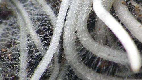 TeaLAB Compost Tea Brew Bag : 400 Micron Nylon Mesh, Made To Last in the USA (5 Gallon Bucket Sized (9\"x14\"))