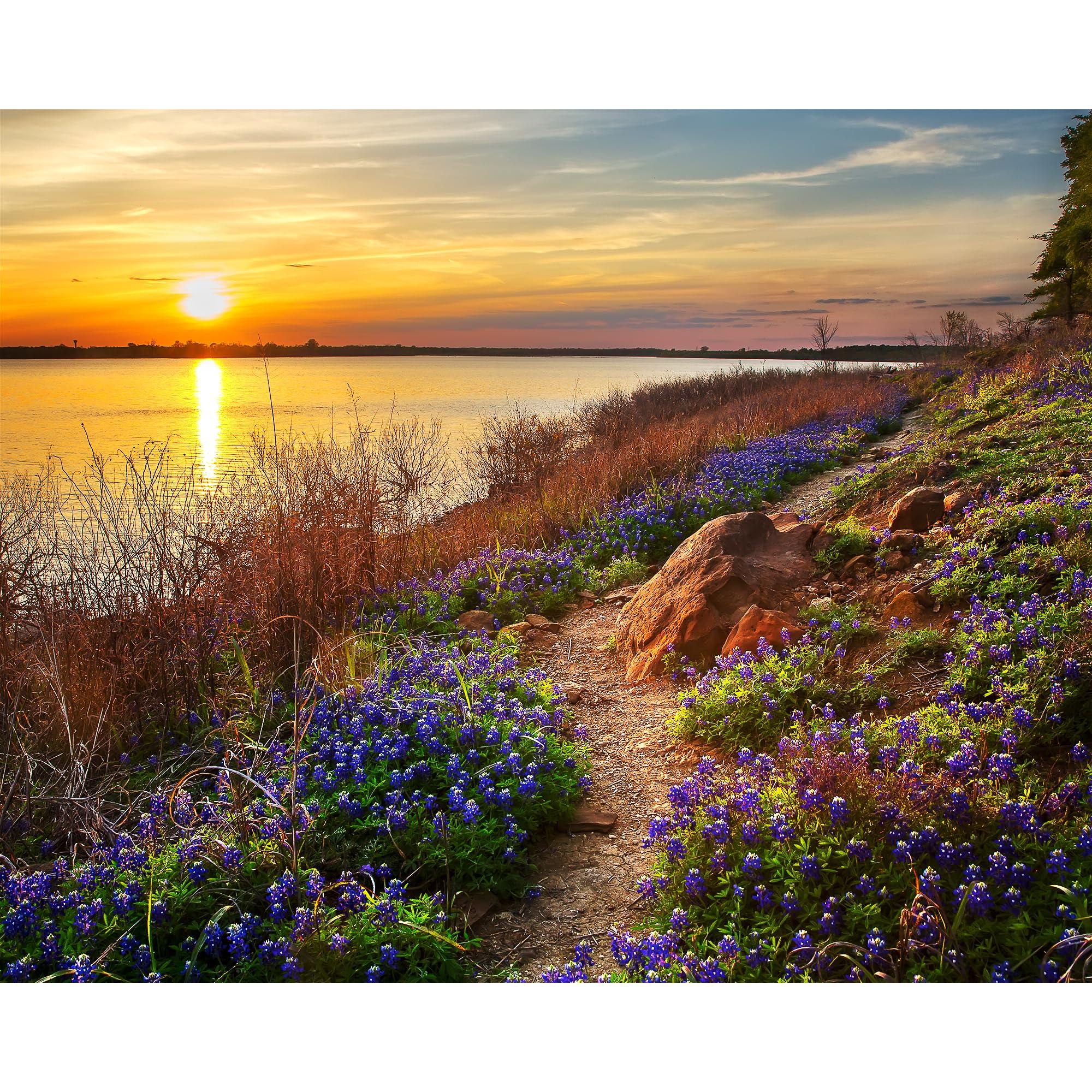 TravLin Photography Bluebonnet Photo Print, Bluebonnet Trail Along Grapevine Lake at Sunset, Flower Mound Texas Photography Wall Art, 8x10 to 24x36