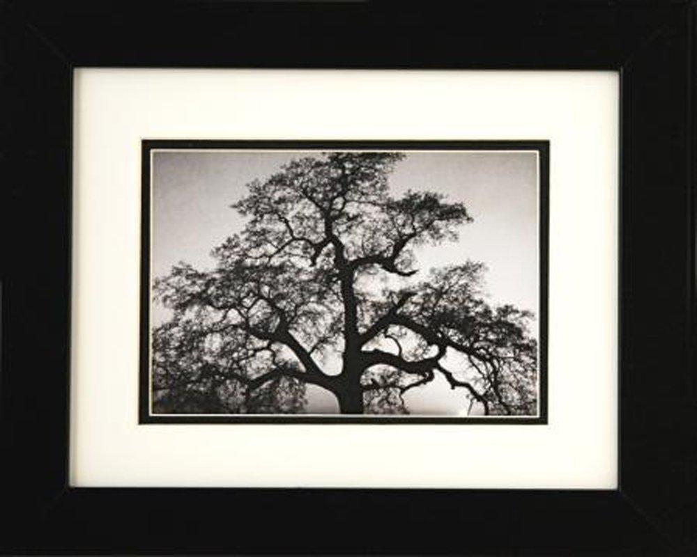 EBN1062 Professionally Framed Oak Tree and Sunset by Ansel Adams Black & White Photograph 8x10 Famous Photographer Great Art