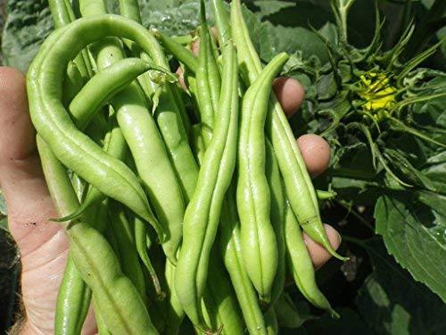 TeaLAB Complete Compost Tea Brewer Kit : 5 Gallon : Bubbles Other Brewers Out of The Water