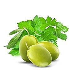 Fruits and Passion Fruits & Passion [Cucina] - Coriander & Olive Tree Dish Soap Refill, All Natural Dish Detergent Liquid Refill, Vegan & Cruelty-Free, Clear Dish Soap Liquid Refill (33.8 fl oz)