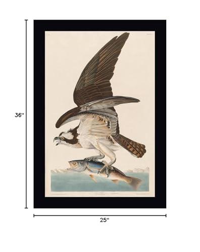 Canvas Art USA Fish Hawk, or Osprey by John James Audubon - 25\" x 36\" Framed Canvas Art Print - Black Frame - Ready to Hang