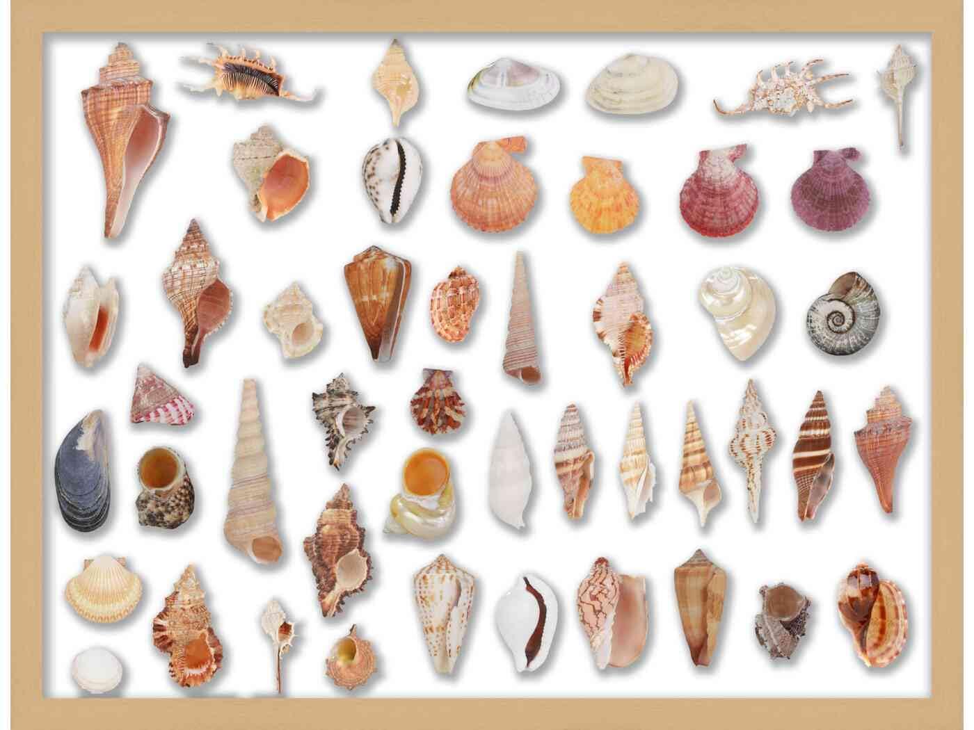 Posterazzi Serene Florals II Poster Print by Design Show (10 x 12)