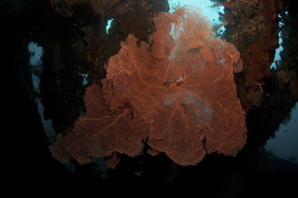 Posterazzi Posterazzi Orange sea fan inside Liberty Wreck Bali Indonesia Poster Print, (17 x 11)