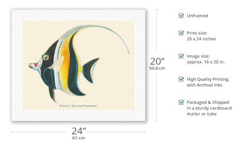 Pacifica Island Art Kihikihi (Zanclus Cornutus) - Moorish Idol - from Fishes of Hawaii - Vintage Hawaiian Color Postcard c.1905 - Fine Art Rolled Canvas Print (Unframed) 16in x 20in