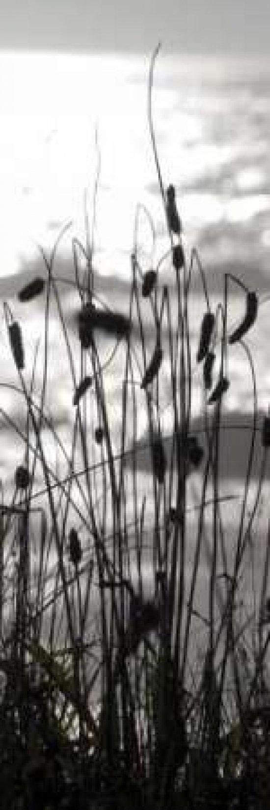 Posterazzi Posterazzi Coastal Grass Panel I Poster Print by Erin Berzel, (8 x 24)