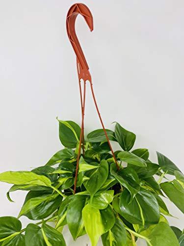 Hirts: House Plant Brazil Philodendron 6" Hanging Basket - Low Light - Easy