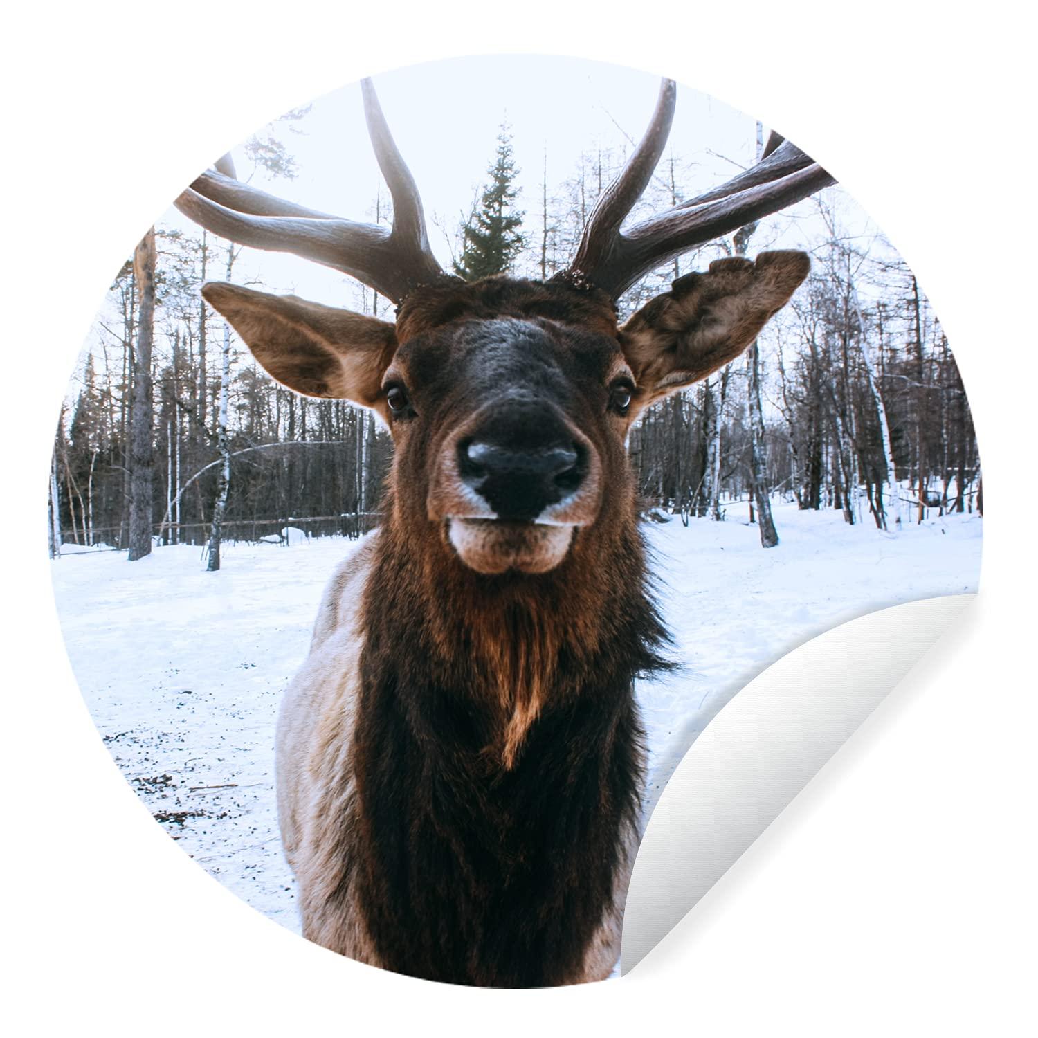 Posterazzi Theodore Roosevelt N(1858-1919) 26Th President Of The United States Steel Engraving Poster Print by (18 x 24)