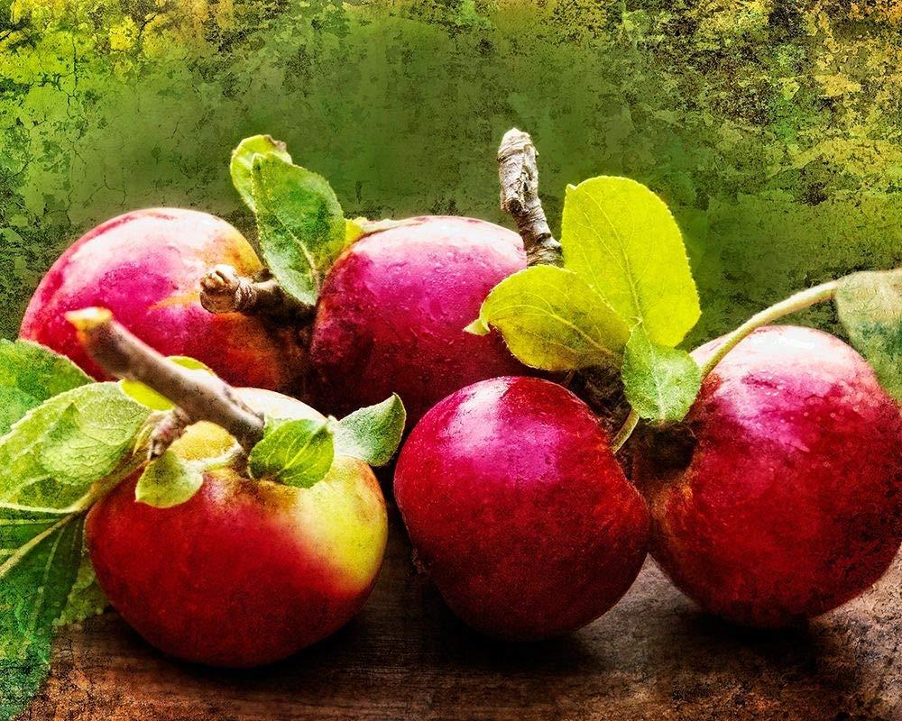 Posterazzi The Harvest II Poster Print - Rachel Perry (24 x 18)