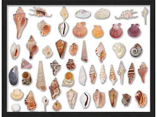 Poster Palooza 40x30 Black Shadowbox Frame - Shadow Box Frame Interior Size 40x30 by 2 Inches Deep - Black Frame Is Made to Display Items Up To 1.75 Inches Deep! Includes Shatter Resistant Acrylic, Backing, Hardware