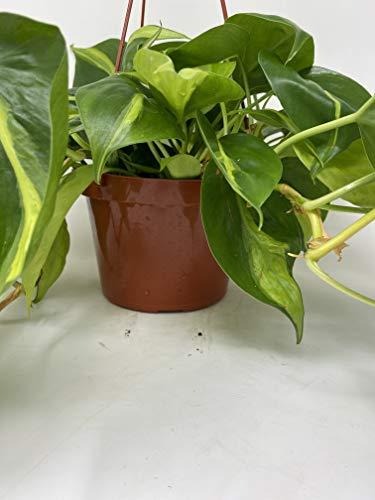 Hirts: House Plant Brazil Philodendron 6" Hanging Basket - Low Light - Easy