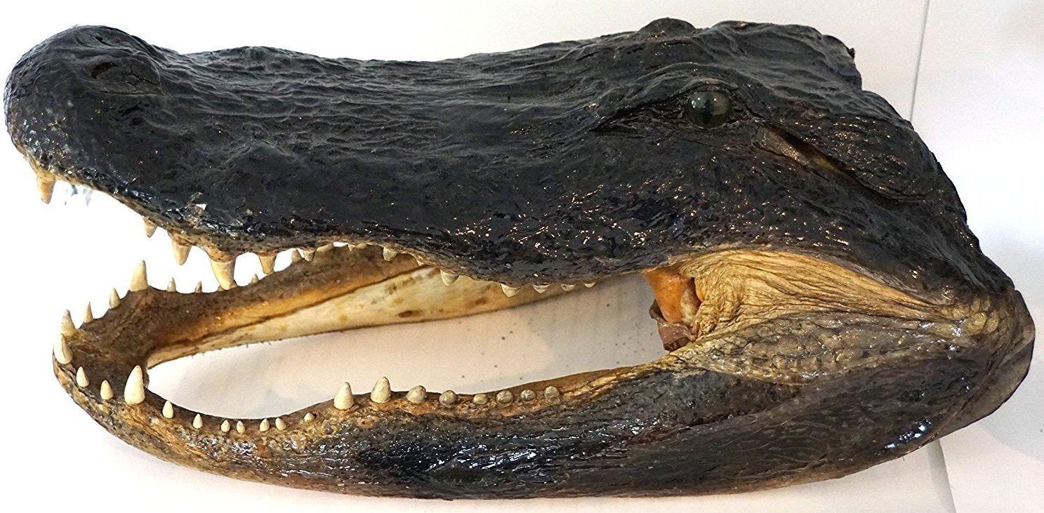 Amerigators Genuine Alligator Preserved Alligator Head (11-12 inch)