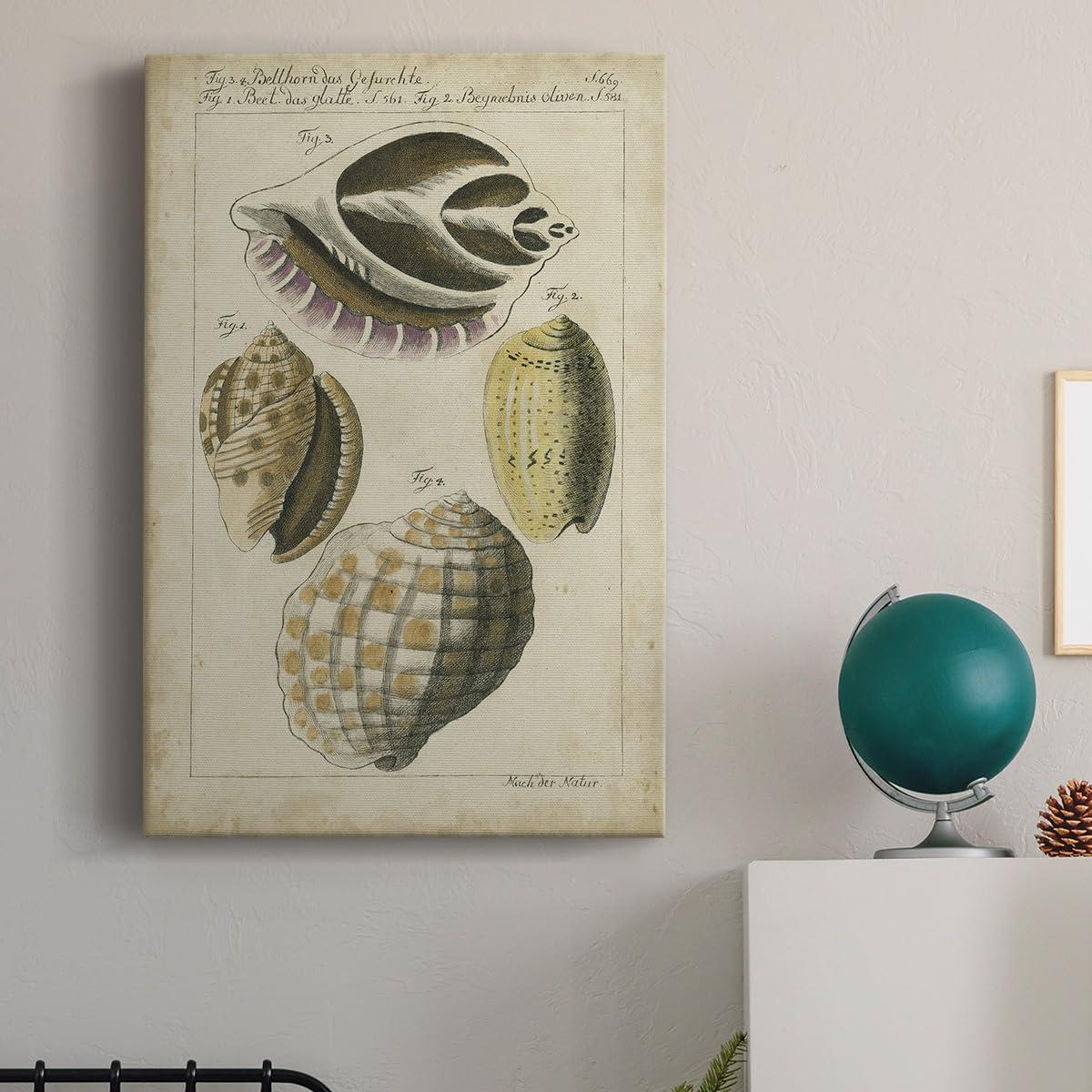 Renditions Gallery Renditions Gallery Nature Wall Art Paintings for Home Decor Vintage Sea Shell Study Abstract Hanging Artwork Prints for Living Room Hotel Kitchen - 8\"X12\" LT523