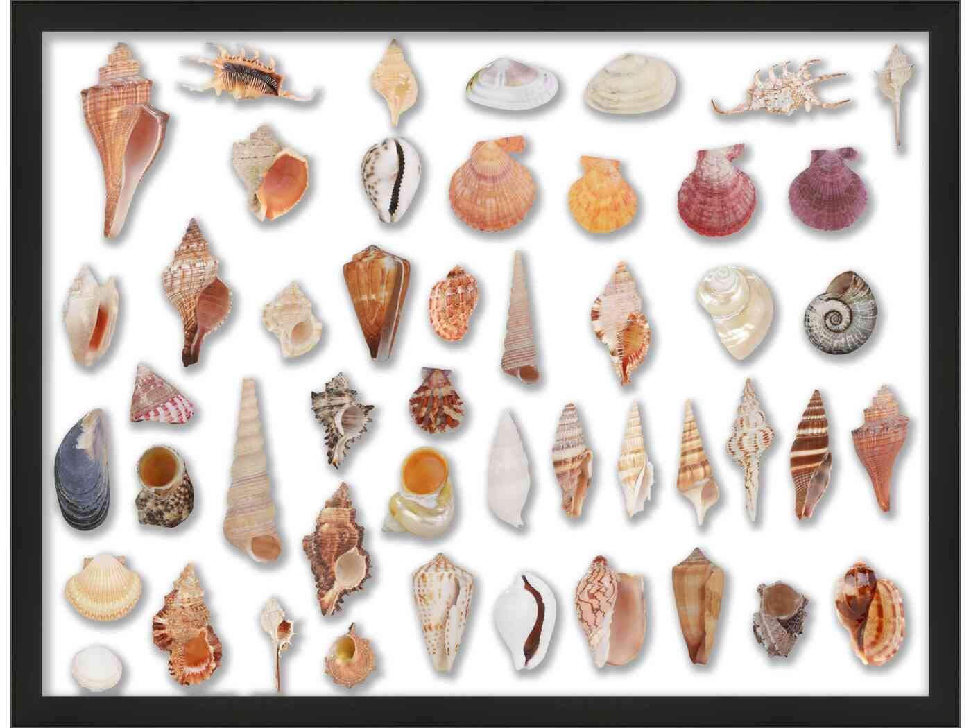 Poster Palooza 40x30 Black Shadowbox Frame - Shadow Box Frame Interior Size 40x30 by 2 Inches Deep - Black Frame Is Made to Display Items Up To 1.75 Inches Deep! Includes Shatter Resistant Acrylic, Backing, Hardware