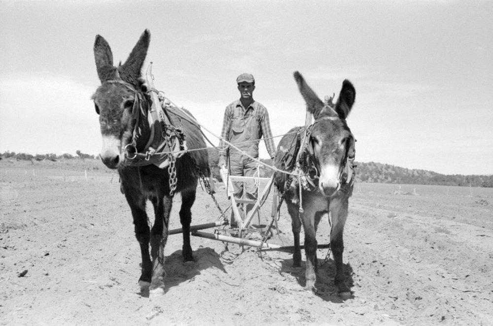 Posterazzi Plowing 1940 Njack Whinery Plowing With Burros And A Homemade Plow In Pie Town New Mexico Photograph By Russell Lee 1940 Poster Print by (24 x 36)