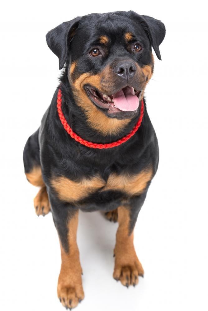 Safavieh SAFAVIEH Adirondack Collection Area Rug - 6\' Square, Cream & Grey, Modern Wave Distressed Design, Non-Shedding & Easy Care, Ideal for High Traffic Areas in Living Room, Bedroom (ADR125C)