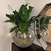 WGVI WGV Large Bowl Glass Vase, Diameter 16", Height 14", (Multiple Sizes Choices) Clear Huge Round Bubble Vase Jar, Floral Planter Terrarium for Wedding Event Home Decor, 1 Piece (VBW1614)