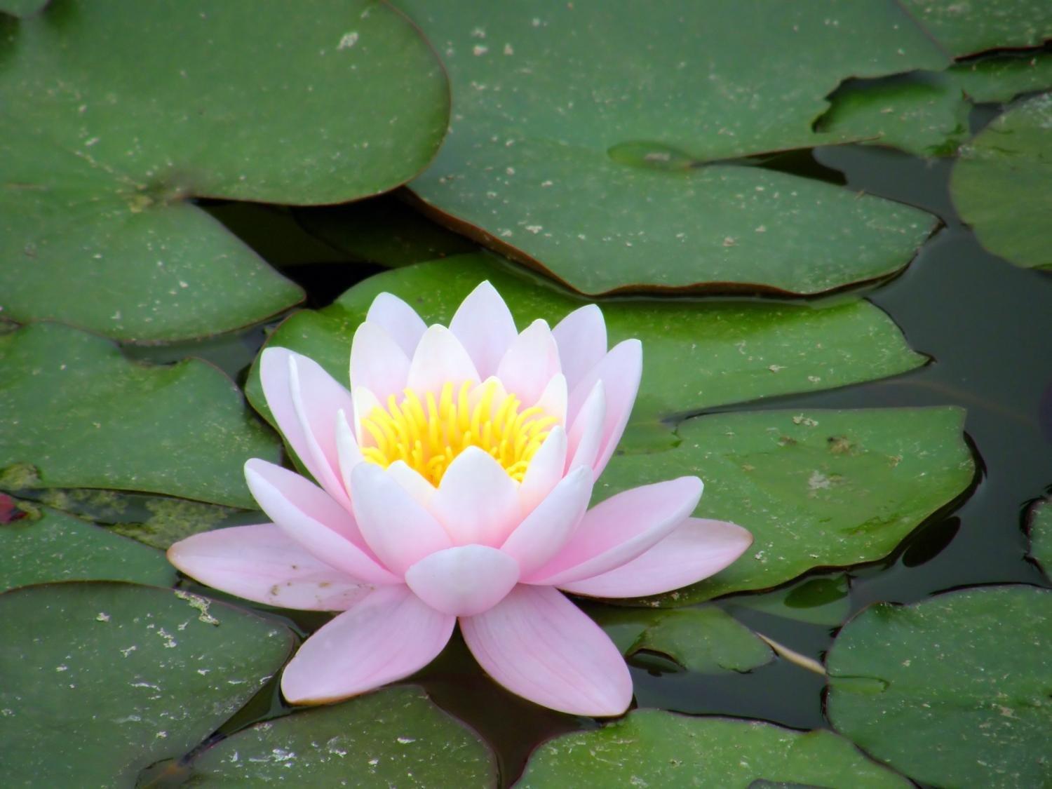 Stiletto Stiletto SSFB15-2 Stainless Steel Multifunctional Flatbar, 15"