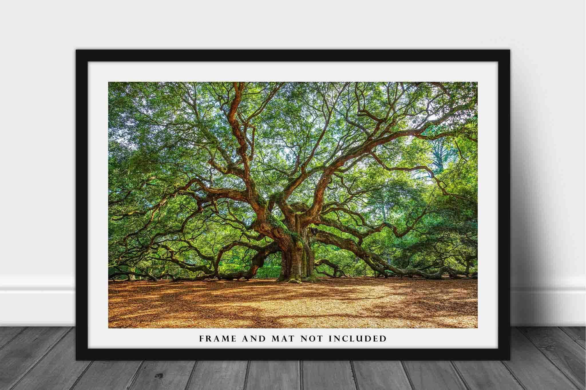 Southern Plains Photography Nature Photography Print (Not Framed) Picture of Angel Oak Tree on Summer Day near Charleston South Carolina Southern Wall Art Lowcountry Decor (16\" x 24\")